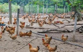 果园适合养什么，可以养土鸡、鸭、蜜蜂、鹅等