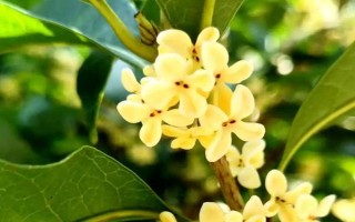 桂花在什么季节开花，一般在秋季开花