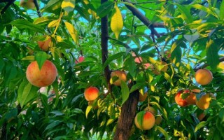 桃树属于哪种植物，是一种典型的被子植物