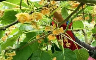 猕猴桃为何要人工授粉以及具体方法，雌雄花朵要相互传粉才能结果