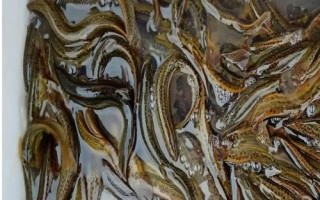 台湾泥鳅苗的产地，现已在国内推广养殖