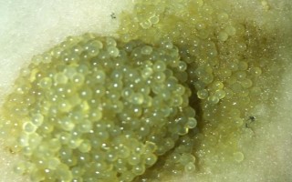 鲤鱼的繁殖期，在春季4-5月份繁殖