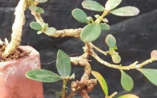 小叶黄杨的养殖方法,生长季节每隔20天左右追施一次液肥