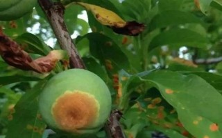 李子褐腐病发生时间，通常在春季