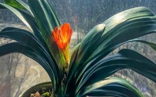 君子兰春季养殖方法，翻盆一般在早春萌芽生长前进行