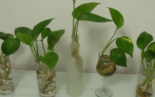 绿萝的水培方式,每隔3-7天换一次水