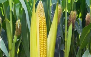 澳银糯160玉米种子特征特性,适宜春播种植