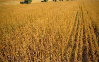 皖宿061大豆种子简介，适播期6月上中旬