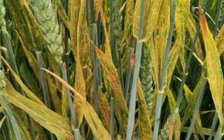 小麦条锈病有什么症状，叶片上会出现很多夏孢子堆