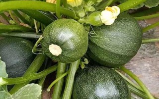 西葫芦和丝瓜有什么区别，科属、形态、吃法均不同