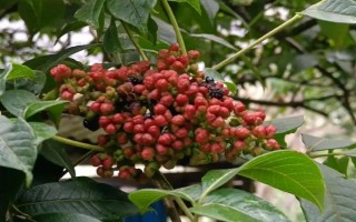 吴茱萸叶片发黄怎么办，剪除病叶并喷施代森锌等药物