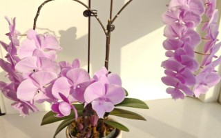 蝴蝶兰怎么繁殖，分株繁殖、花梗催芽繁殖