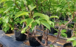 梨树的剪枝方法，剪短过长的枝条可节省养分