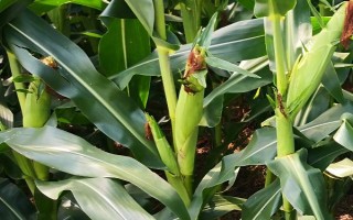 渭研6000玉米种子特征特性，注意防治大斑病