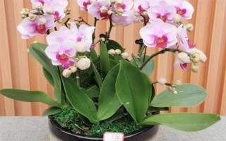 蝴蝶兰谢了如何修剪花梗，沿着花梗下方4厘米处修剪掉即可