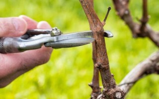 夫妻梅花的养殖方法，需隔2-3年翻盆换土