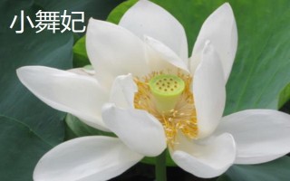 盛开的荷花与什么相似，看起来就像一个彩灯