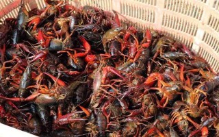小龙虾可以卖到哪里去，小规模养殖可在菜市场销售