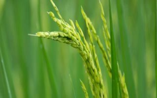 松粳56水稻种子特征特性，普通粳稻品种