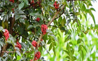 花椒树苗什么时候种植，秋季8-9月份之间种植最佳