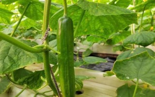 无土栽培蔬菜有哪些，常见的有番茄、苦瓜等