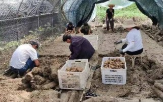 引种天麻要注意什么，当地的气候满足条件才能种植