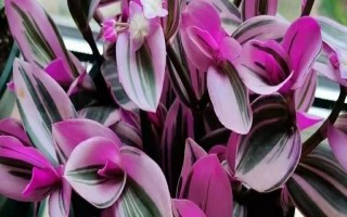 冬天怎么养油画婚礼吊兰，温度控制在20-25度左右