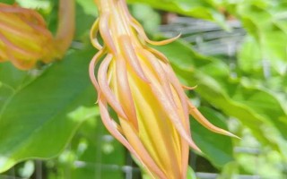 昙花一般在什么时候开,在每年的6-10月份开花