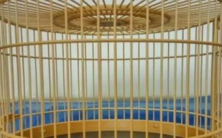 八哥鸟的饲养方法,选择易驯的头窝幼鸟为佳