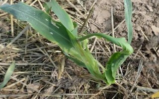 烁源589玉米种简介，中抗茎腐病