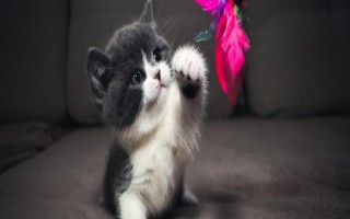 猫不亲近人怎么解决，首先要轻柔温婉地对待猫咪