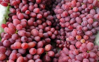 优质葡萄品种，以下5种值得种植