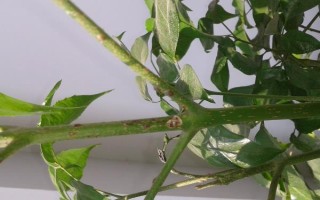 幸福树能不能过冬，需要将其移到室内养护便可顺利过冬