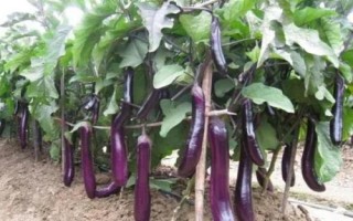 茄子枯萎病防治方法，选用耐病品种