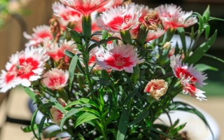 康乃馨长大要多久,150天左右就能长大