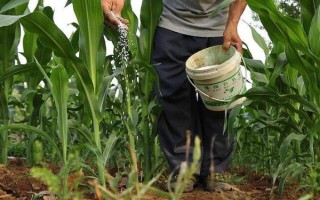 玉米施肥距离，化肥要与根部保持10-12厘米