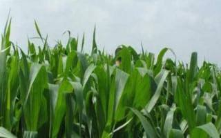 胶研1809玉米种子简介,夏播生育期104天