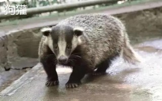 猪獾和狗獾的区别，外形、科属和分布均不同