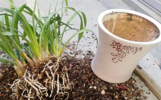 惠兰的养殖方法，按照不干不浇、浇则浇透的原则提供水分