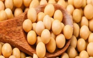 中鲜豆1号大豆种子简介,3月下旬至4月上旬播种