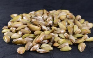 海瓜子怎么养殖，排干水塘再将种苗均匀撒在塘面上