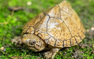 剃刀龟水肿能否自己恢复，器官受损或病变需进行药物治疗