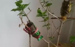 桂花怎么养护才可以更旺盛，每隔一周浇水1-2次