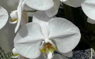 蝴蝶兰的养护方法，环境温度应当控制在15℃以上