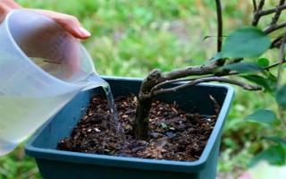 三角梅如何繁殖，可扦插也可高压繁殖