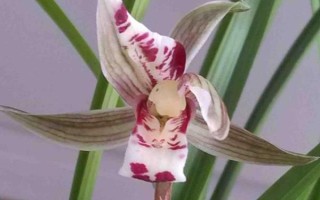 莲瓣兰有几种，常见的有滇梅、奇花素、心心相印等