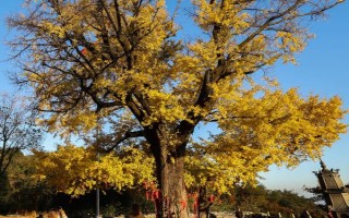 浙江省兰溪市的特产,兰溪杨梅深受消费者喜爱