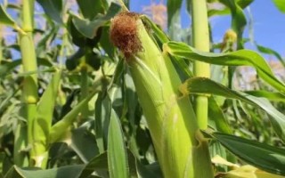 珍甜糯66玉米种子简介,中抗纹枯病