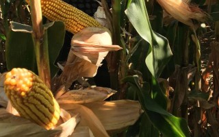 优迪529玉米种简介，品种株型紧凑