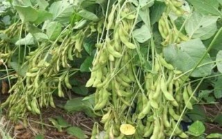 兰豆1号大豆品种简介,中抗炭疽病